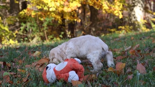 Cocker Spaniel puppy for sale