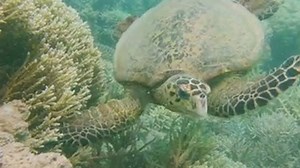 4.8K views · 321 reactions | Eight million tonnes of plastic are leaking into our oceans every year. It is a sad truth that many species of marine wildlife mistake plastic for food. An estimated 90% of seabirds and 50% of marine turtles have plastic in their stomachs. Today is World Wildlife Day, join us as we call for a global agreement to #StopPlasticPollution. | WWF-Australia | Facebook