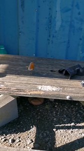 Another visit from #riotherobin joining me on the bench at lunch time. I always have my lunch outside and I always put some food out on the bench for Rio before I even have my own and she shows up every single day to have lunch with me which always makes my day. She is warning other robins with those cute sounds that this is her food and not to dare try taking any from her whilst she is eating. | The Robin Whisperer