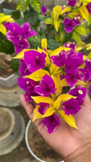 ID Golden Buttercup #bougainvillea #flowers #garden #nature #plants #bonsai