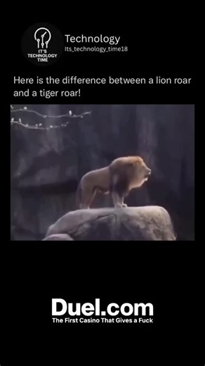 Technology on Instagram: "Here is the difference between a lion roar and a tiger roar! In the wild, both lions and tigers are apex predators known for their powerful roars. A lion's roar is often deeper and can be heard over long distances, serving as a way to communicate with their pride and mark territory. On the other hand, a tiger's roar is typically more piercing and is used for similar purposes like asserting dominance or signaling presence in their territory. Both these majestic animals c
