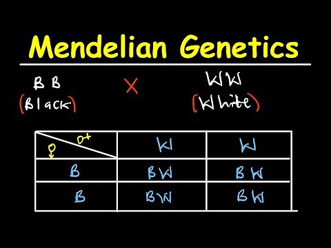 Introduction To Mendelian Genetics part 1