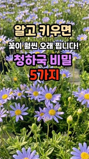 How to Make Blue Daisies Bloom Longer: Care Tips for Felicia Daisy