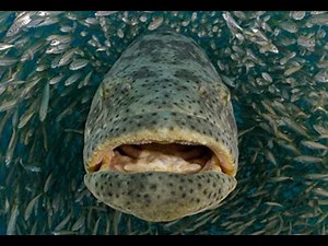 Giant Grouper EATS diver's GoPro!!! DMFD!!!