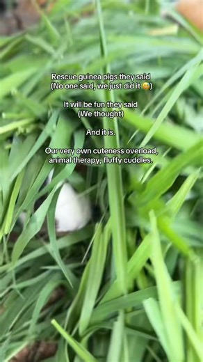 🐹 Guinea Pig Parade crew enjoying afternoon tea | Kookaburra Park