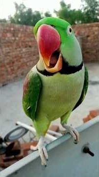 Parrot Starts Talking & Myna Runs Away! 😂🦜🐦