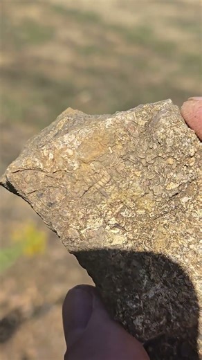 They were snails #fossil #paleontology