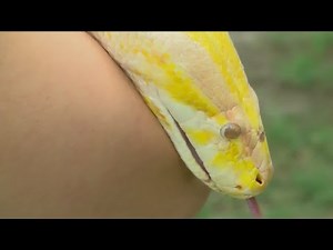 Cara the Python back at the Blue Zoo Aquarium following her great escape