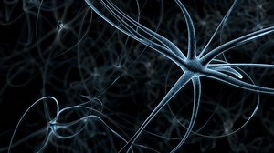 Neuron Network Neuron Cells Firing Off Stock Footage Video (100% Royalty-free) 29836429 | Shutterstock