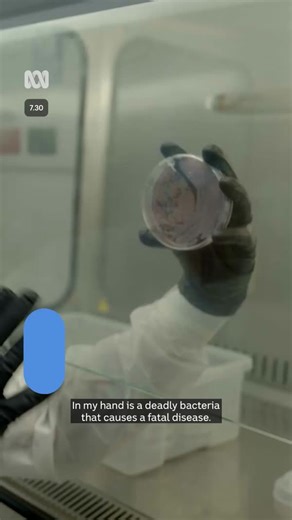 A deadly disease outbreak associated with the wet season in Northern Australia has created a medical mystery for Queensland scientists who are working tirelessly to understand its spread. Choose your news on the ABC NEWS app and stay in the know: https://ab.co/abcnewsapp #abc730 #Melioidosis #Disease #Bacteria #Health | ABC Far North