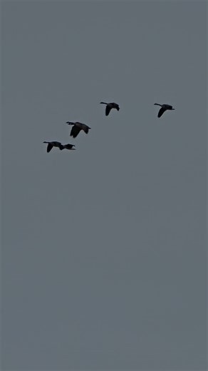 small gaggle looking for open water . 🥶 fridgedd temperature. #goose