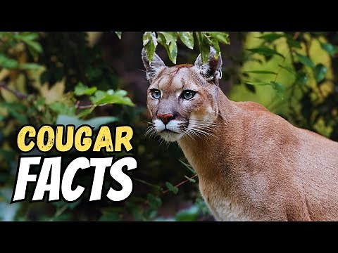 20 Cougar Facts That Prove They're The Perfect Predator