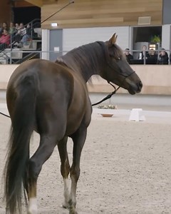 306K views · 3.5K reactions | When your horse is surprised, how does...