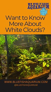 White Cloud Mountain Minnows (Tanichthys albonubes) are peaceful, hardy, and active fish that do great in a species-only setup! Here are 3 tailored tips for a successful White Cloud tank: 1. Recreate their cool, flowing mountain stream environment. White Clouds thrive in cooler water — ideally 64–72°F (18–22°C) — so skip the heater unless your home gets cold. Use a gentle filter with moderate flow to mimic their native streams, and add smooth rocks, driftwood, and plants like Anubias, Hornwort, 