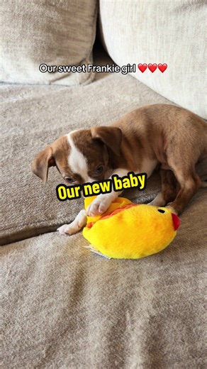 Meet Frankie 🐾 The newest addition to our Goon Squad and the tiniest little boss in the house. She’s mostly chihuahua, with a sprinkle of Boston terrier, Catahoula bulldog, and weenie dog… which basically means she’s 100% personality. She was born January 5, and the second I saw her, I just knew. I wasn’t planning on a third dog. I wasn’t looking for a third dog. But sometimes your heart makes the decision before your brain has time to argue with it. When you know, you know. 🤍 She’s already a 