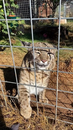 Howie thinks at ALL about him 😂 #bobcatcall #bobcattrill #badboyhowie #howiesoundsoff #loudmouthbobcat #notapet @wildcatridgesanctuary