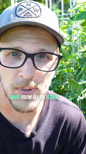 How To Control Aphids In The Garden! #garden #gardening #gardening101 #gardeningforbeginners #gardeningtips #gardenhack #howtogarden #growyourownfood #growmorefood #gardenpests #aphids #aphidcontrol | Whitepepper Farms Homestead