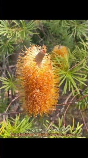 アカシア・コベニーとバンクシア・スピヌロサ【東山動植物園】｢植物園｣2026年3月28日(土)