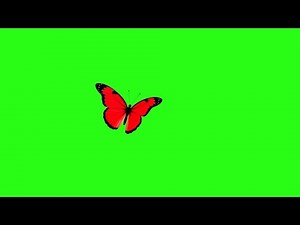 Free 4K red butterfly animation | Red butterfly flying green screen animation