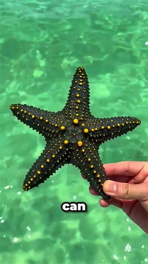 Why You Should NEVER Touch A Starfish