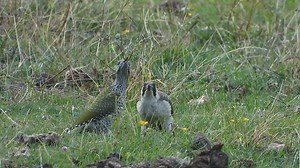206K views · 5.1K reactions | "So... it's just ants then mum?" A mother Green Woodpecker teaches her offspring how to feed. Their diet is made up almost entirely of ants, using their long sticky tongues to get into ant nests to grab grubs and the adult insects alike. They ant fussy. Thanks for this great footage by Gerald and Gretha Geoghegan #MothersDay #birds #parenting | Sussex Wildlife Trust | Facebook