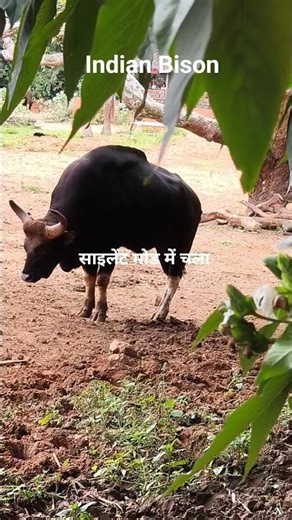Indian Bison