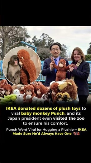 A Hug That Traveled All the Way to IKEA 🧸🐒