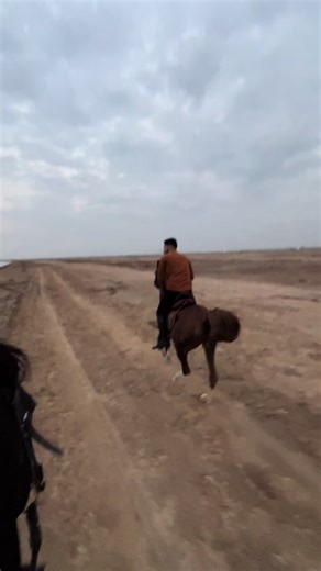 مهرجان الفروسية: سامر جيرمني والخيل