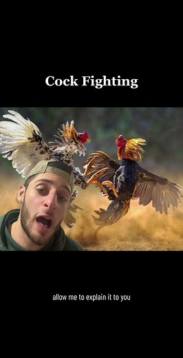 Chicken fighting but the chicken fight back #chicken #rooster #animalfacts #animals #foryoupage #fyp #greenscreen