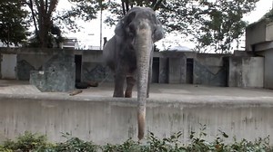 World's SADDEST Elephant DIES ALONE in her cell! For more than 60 years, Hanako had lived in a tiny concrete enclosure at Inokashira Park Zoo in Tokyo, Japan. Her enclosure had no grass or trees, and she hadn't seen another elephant in decades. Her plight came to light late last year when a visitor, appalled by her condition, wrote an online post calling Inokashira Park "one of the cruellest, most archaic zoos in the modern world." The tourist, Ulara Nakagawa, said Hanako "just stood there almos