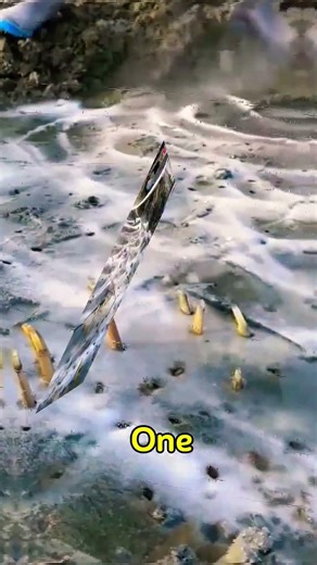 What's This Clam? How Can It Stand on the Sand? #UniqueClam #RazorClam