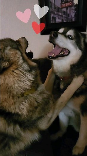 Wolf Puppy Love! Hugs and Kisses #wolfdog #wolfpup