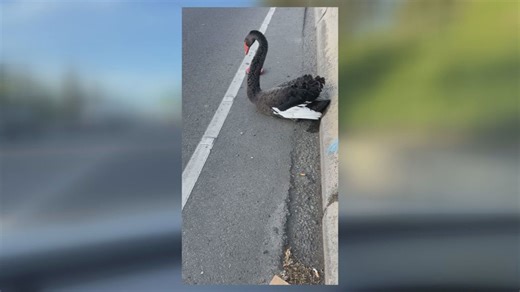 Rare black swan euthanized after it was found injured along busy Interstate 5