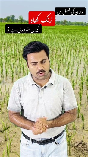 Role of Zinc fertilizer in rice crop | Abid Ali Agrarian #zinc #zincfertilizer #ricecrop #paddy