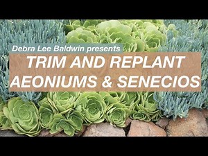 Overgrown Succulent Aeoniums & Senecios? WTD