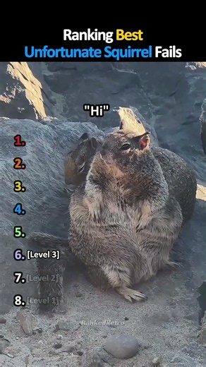 Ranking Best Unfortunate Squirrel Fails