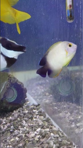ナメラヤッコ〇〇"入荷３日後のナメラヤッコ5-6cm#ナメラヤッコ5-6cm#日海センター#海水魚#マリンアクアリウム#marinaquarium#サンゴ