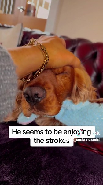 The Stubborn Cocker Spaniel | Episode 4