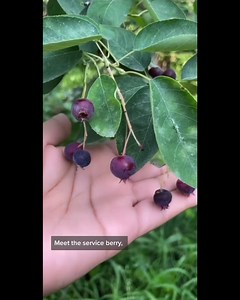 413K views · 11K reactions | SERVICEBERRY! JUNEBERRY! SASKATOONBERRY!...