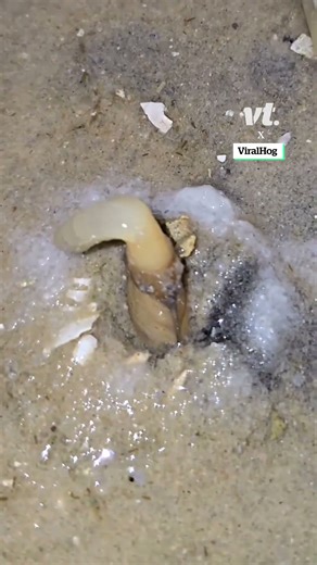 Extracting razor clams using a bizarre technique