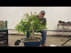Restyling a Ficus bonsai with fantastic aerial roots