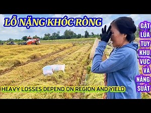 LỖ NẶNG KHÓC RÒNG GẶT LÚA TUY KHU VƯC VÀ NĂNG SUẤT| HARVESTING RICE BY AREA| Giải Trí Miền Tây