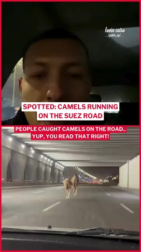 Camels on a Mission: Not AI, Just Nature in Action