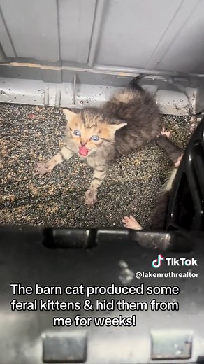 Feral Barn Kittens: A Hidden Surprise on the Farm