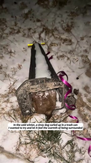 In the cold winter, a stray dog curled up in a trash can. I wanted to try and let it feel the warmth of being surrounded#rescue #cute #dog #puppy #love