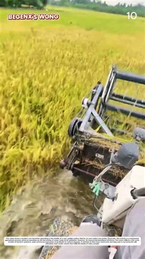Rice Harvesting: How Combine Machines Transform Crops Into Ready Yields