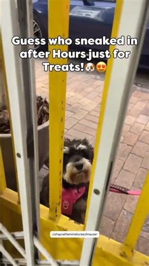 Shop Opens Just For Miniature Schnauzer For Treats