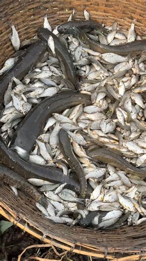 Amazing fresh native fish catching | Fishing & Village Tradition