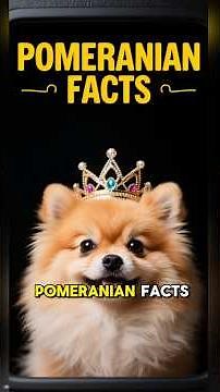 POMERANIAN FACTS 101 ✅ Fun Toy Dog Breeds Information Guide & Top Training Tips You Need to Know!