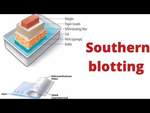 Southern blotting- principle and steps